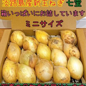 34 淡路島産新玉ねぎ七宝