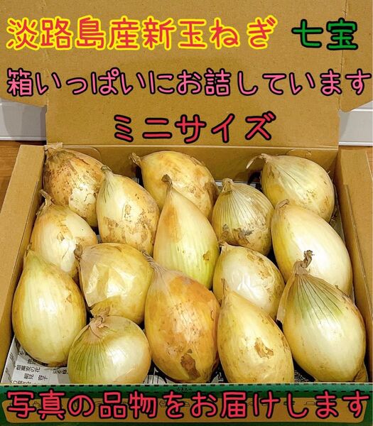 27 淡路島産新玉ねぎ七宝