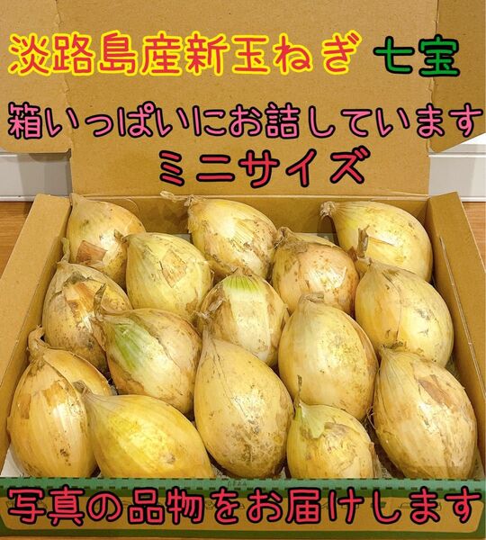 13 淡路島産新玉ねぎ七宝