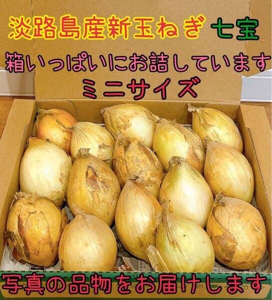 33 淡路島産新玉ねぎ七宝