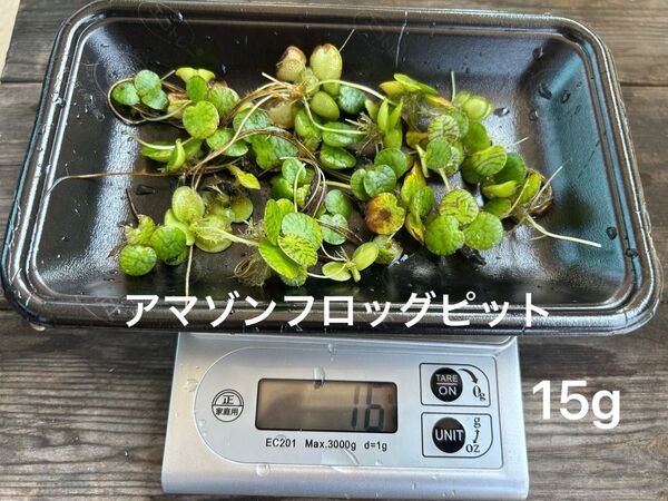 水草 アマゾンフロッグピット 15g