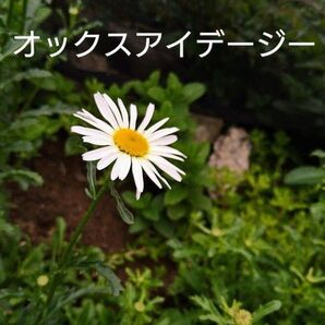 オックスアイデージー/フランス菊【種】小さじ1杯