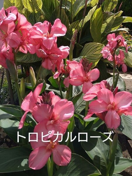 カンナ【トロピカルローズ】2本 (抜き苗・ネコポス)