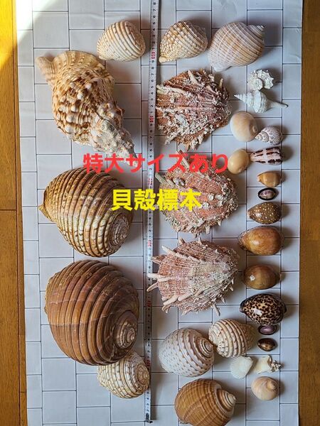 レア!五島列島!特大! 貝殻 貝 標本 コレクション タカラガイ アンティーク 化石