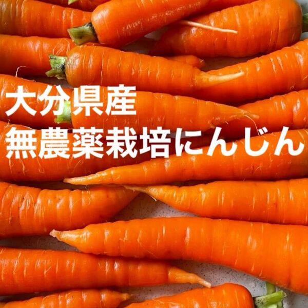 新鮮採れたて人参 1.5キロ