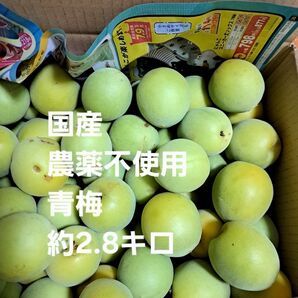 農薬不使用 青梅 段ボール込約2.8キロ 国産①