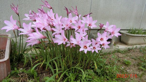 球根 ユリ 夏中咲きます