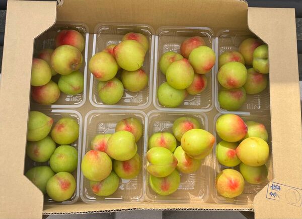 山梨県産 すもも 2L 2キロ プラム Plum