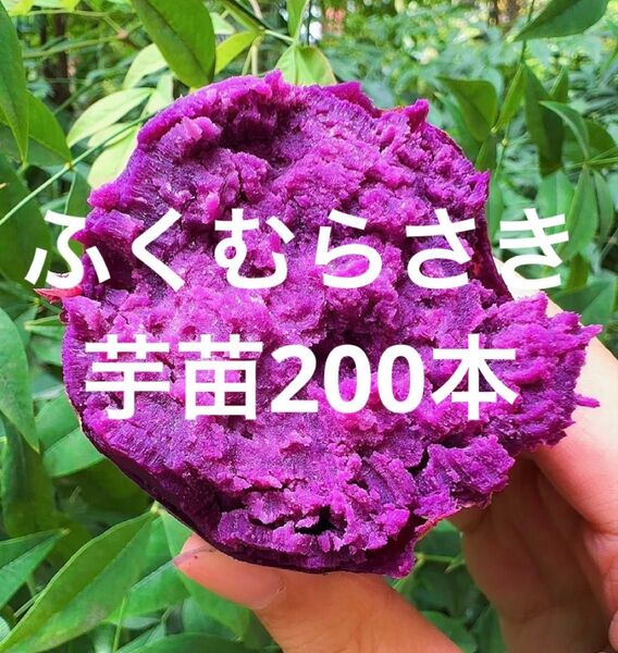ふくむらさき芋苗200本セールサツマイモ苗