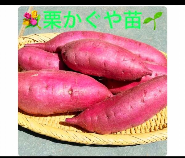 栗かぐや芋苗30あまはづき30サツマイモ苗