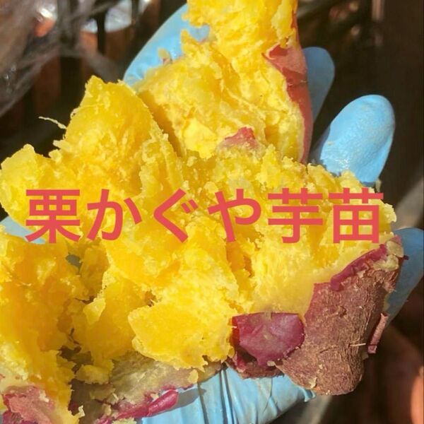 栗かぐや芋苗50本セールサツマイモ苗