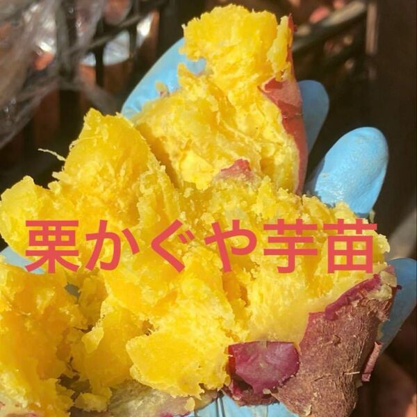 栗かぐや芋苗100本セールサツマイモ苗