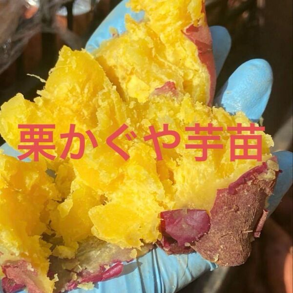 栗かぐや芋苗200本セールサツマイモ苗