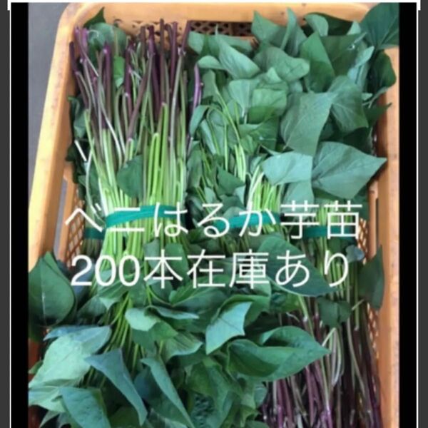 べにはるか芋苗200本セールサツマイモ苗