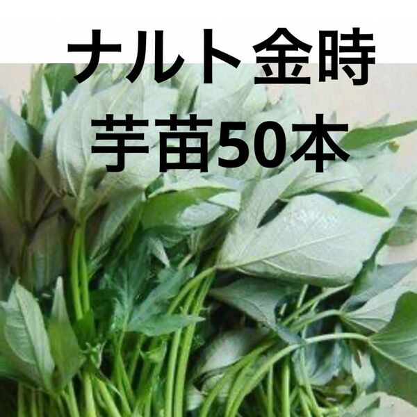 ナルト金時芋苗50本最終セールサツマイモ苗