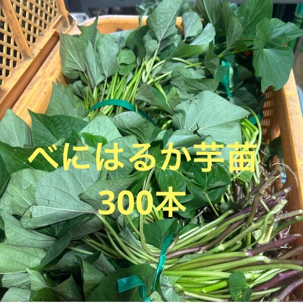 蜜芋苗ーべにはるか300本セールサツマイモ苗