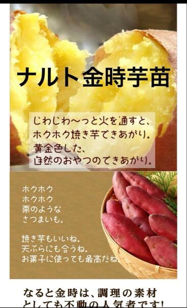 ナルト金時芋苗300本セールサツマイモ苗
