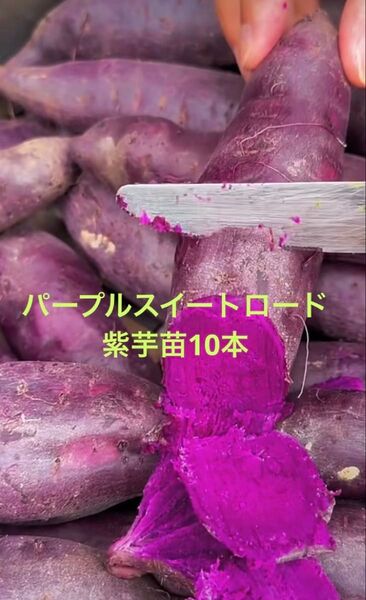 パープルスイート紫芋苗10本送料込みサツマイモ苗