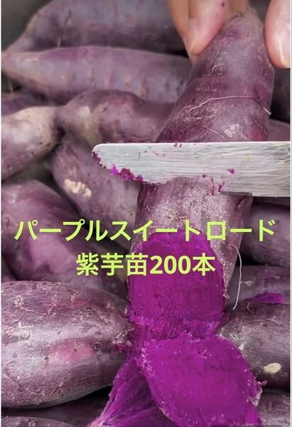 パープルスイート紫芋苗200本最終セールサツマイモ苗