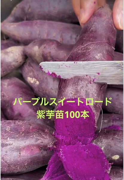 パープルスイート紫芋苗100本最終セールサツマイモ苗