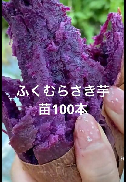 ふくむらさき芋苗100本セールサツマイモ苗