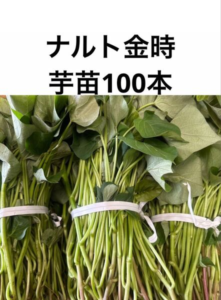 ナルト金時芋苗100本セール 苗サツマイモ苗