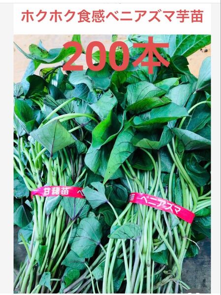 べにあずま芋苗200本セールサツマイモ苗