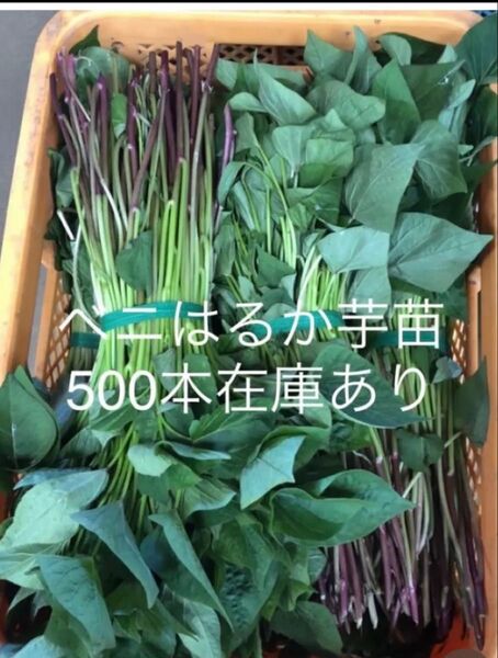 べにはるか芋苗500本セールサツマイモ苗