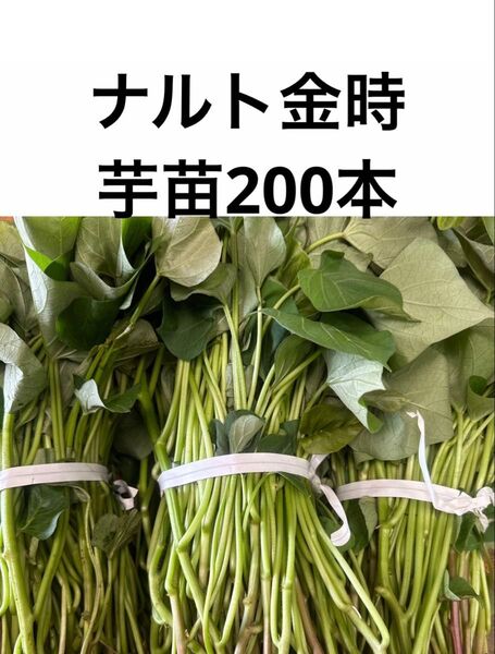 ナルト金時芋苗200本 苗サツマイモ苗