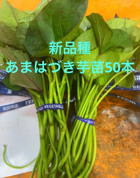 甘はづき苗50本セールサツマイモ苗