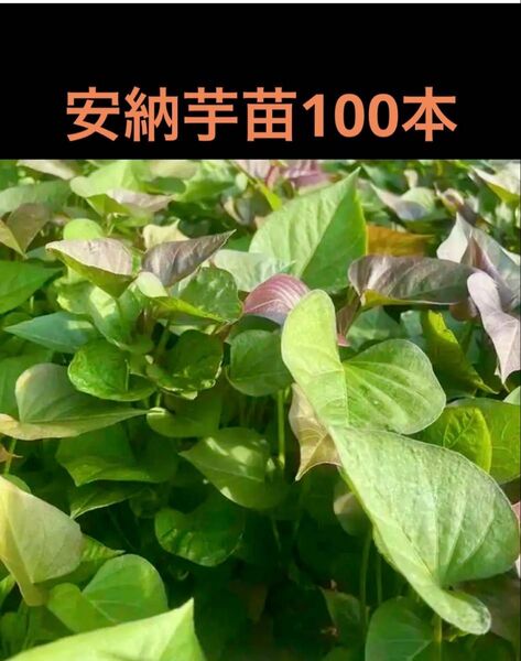 安納芋苗100本セールサツマイモ苗