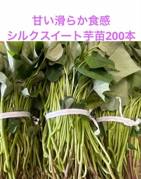 シルクスイート芋苗200本最終セールサツマイモ苗