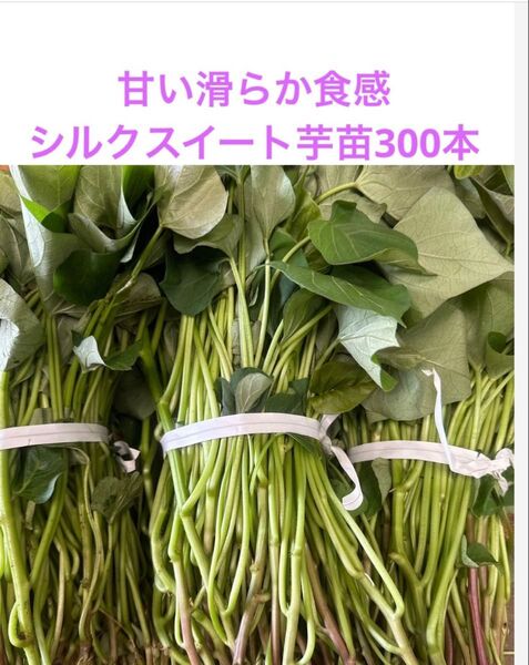 シルクスイート芋苗300本セールサツマイモ苗