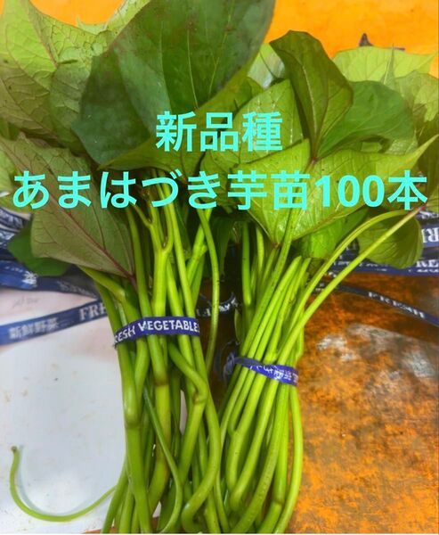 甘はづき芋苗100本最終セールサツマイモ苗