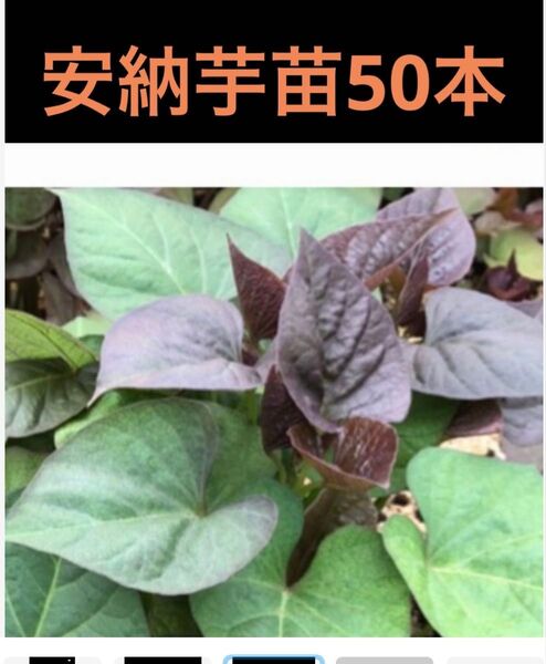 安納芋苗50本セールサツマイモ苗
