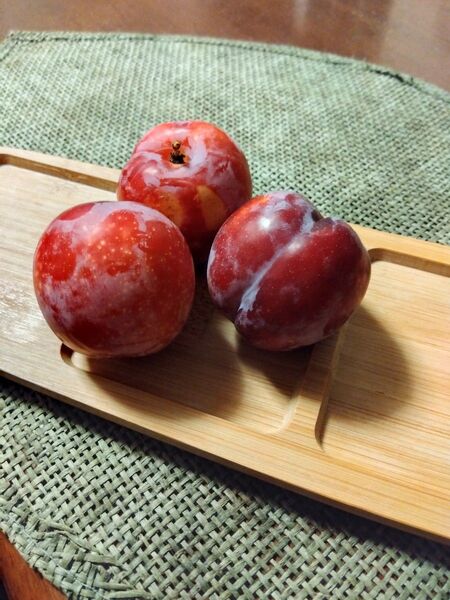鹿児島産すもも1.0kg