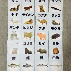 図鑑 ベビーパーク オリジナルピクチャーブックレット 動物 魚 20冊