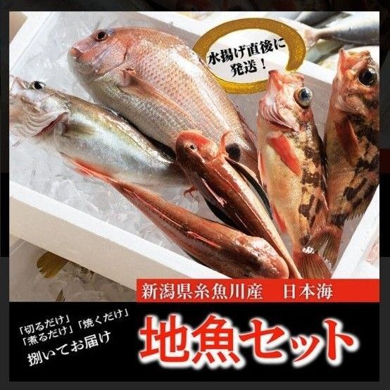 新潟県糸魚川産 旬鮮魚セット