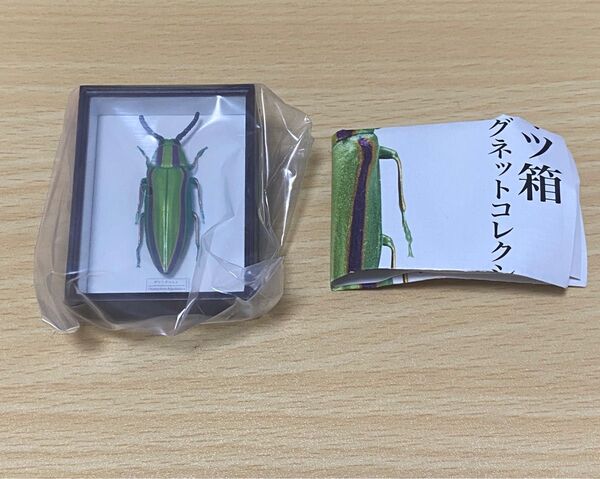 ネイチャーテクニカラー ドイツ箱 マグネットコレクション 4 ヤマトタマムシ 単品