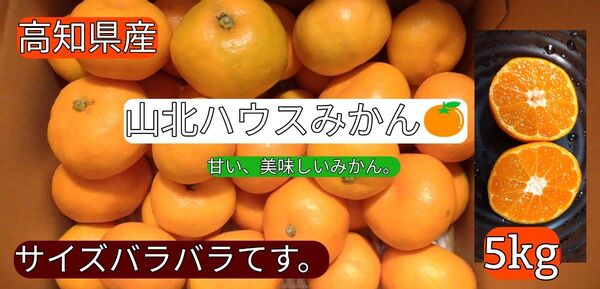 ◯高知県産 山北ハウスみかん 5kg 送料込 甘い!