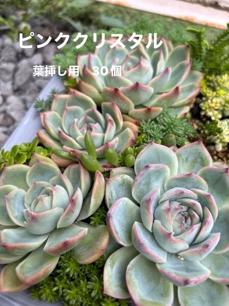 【ピンククリスタル】葉挿し 30枚 多肉植物 韓国苗 多肉 もぎたて
