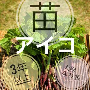 山菜のアイコの茎芽!3〜5年の大物!植え替え時期の今だけの出品!数量限定