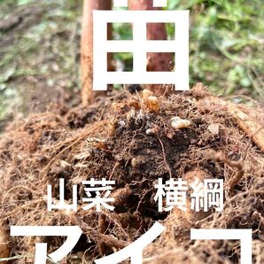 販売再開 山菜の横綱 アイコ 苗 今が植えどき5芽 1芽おまけ