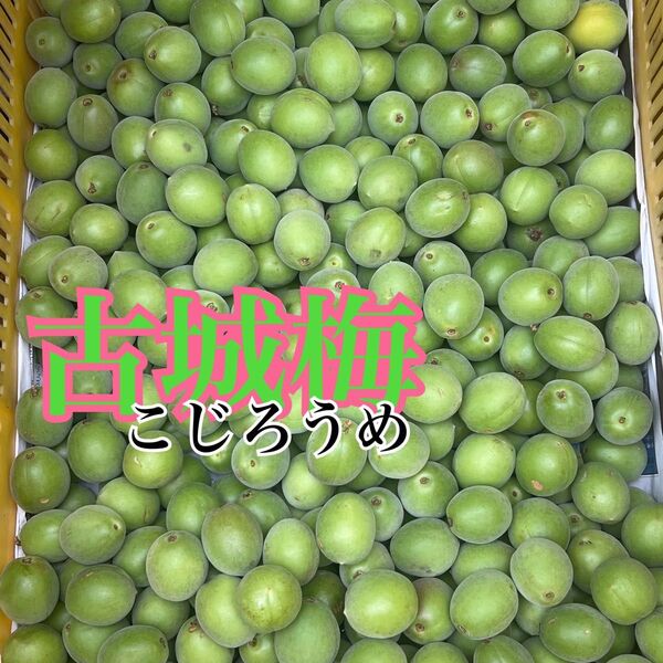 青梅 古城梅[低農薬 約2kg ご家庭用】