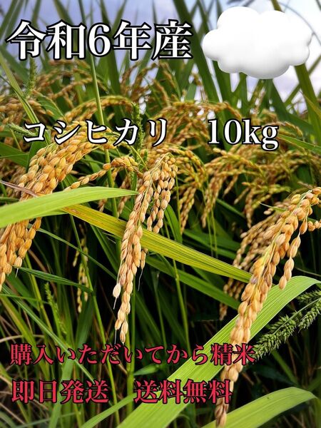令和6年産 富山県産 コシヒカリ 白米 10kg