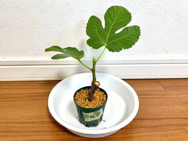 いちじく アルマ(緑果皮) 挿し木苗