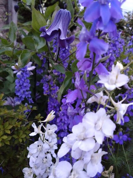 千鳥草(来年春の開花苗用)★オマケでお花の種付き