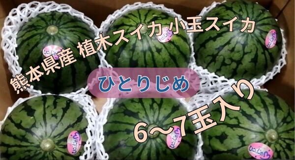 熊本県産 植木スイカ 小玉スイカ ひとりじめ 6〜7玉入り 家庭用