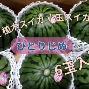 熊本県産 植木スイカ 小玉スイカ ひとりじめ 箱込約9kg 6玉入り 家庭用