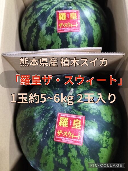 熊本県産 植木スイカ 羅皇ザ・スウィート 1玉約5~6kg 2玉入り 家庭用